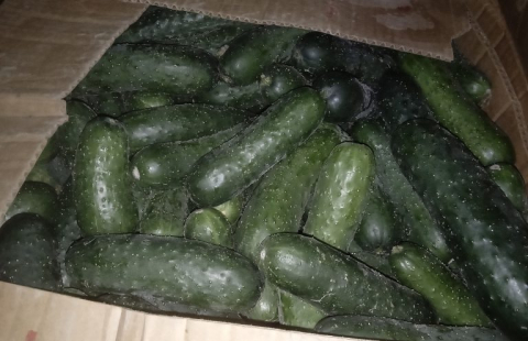 18 тонн огурцов пытались незаконно вывезти из Смоленской области в Беларусь 
