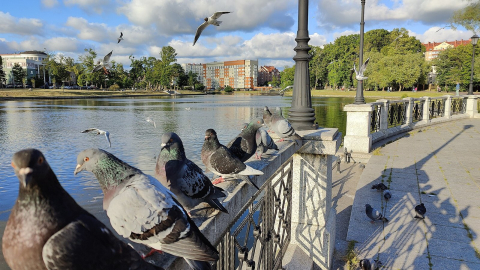 Голуби на парапете набережной Верхнего озера в Калининграде, над водой чайки 