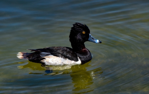 Гоголи вернулись в Мурманскую область раньше срока
 