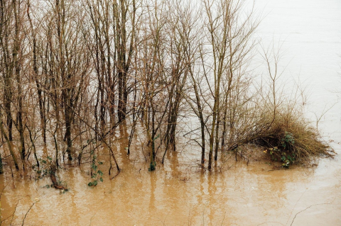 Голые деревья и кусты стоят в мутной паводковой воде ранней весной 
