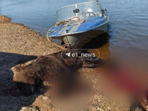 В Свердловской области проверяют видео с жесткой охотой на медведя 
