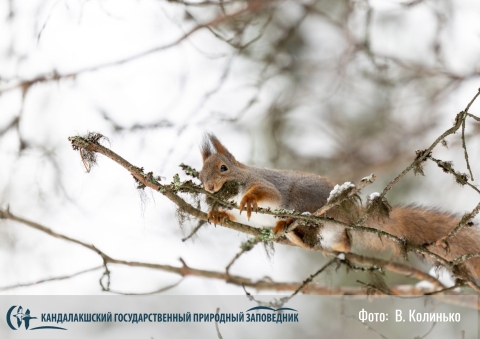 В Мурманской области белки начали готовить гнезда для потомства  