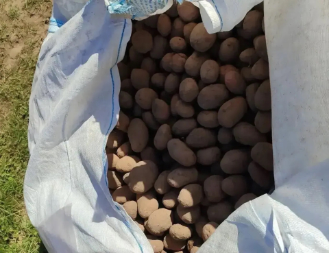 В Смоленском округе начали убирать картофель и овощи 