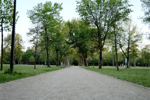 Широкая аллея между рядами деревьев в городском парке весной 