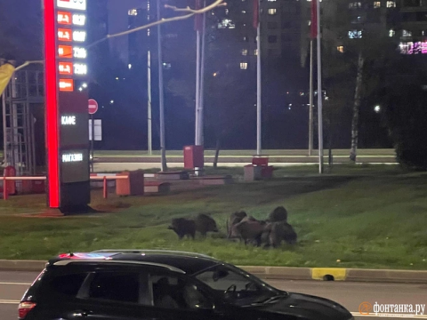 В Петербурге стадо кабанов выбежало к АЗС и едва не устроило ДТП 