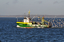Зелёный рыболовный траулер идёт по заливу у морского порта Калининграда, за ним чайки 