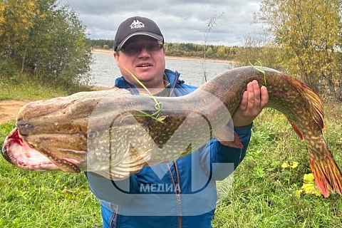 Рыбак из Великого Устюга выловил щуку весом более 11 килограммов