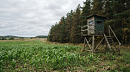 Охотничья вышка у кромки соснового леса рядом с полем молодой кукурузы 